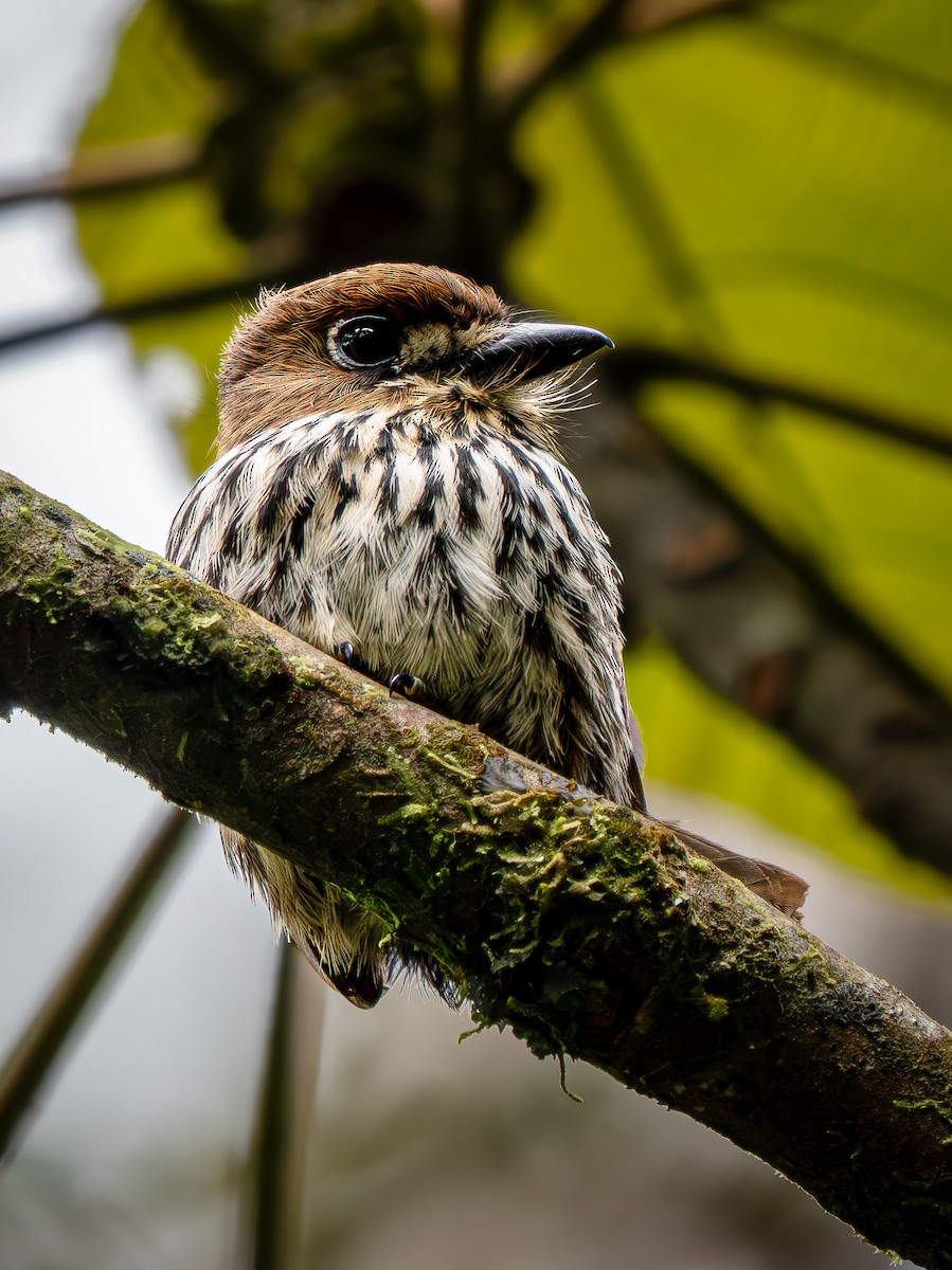 Lanceolated Monklet - ML646942752