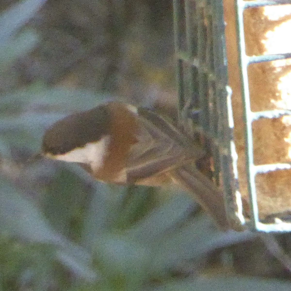 Chestnut-backed Chickadee - ML646942755