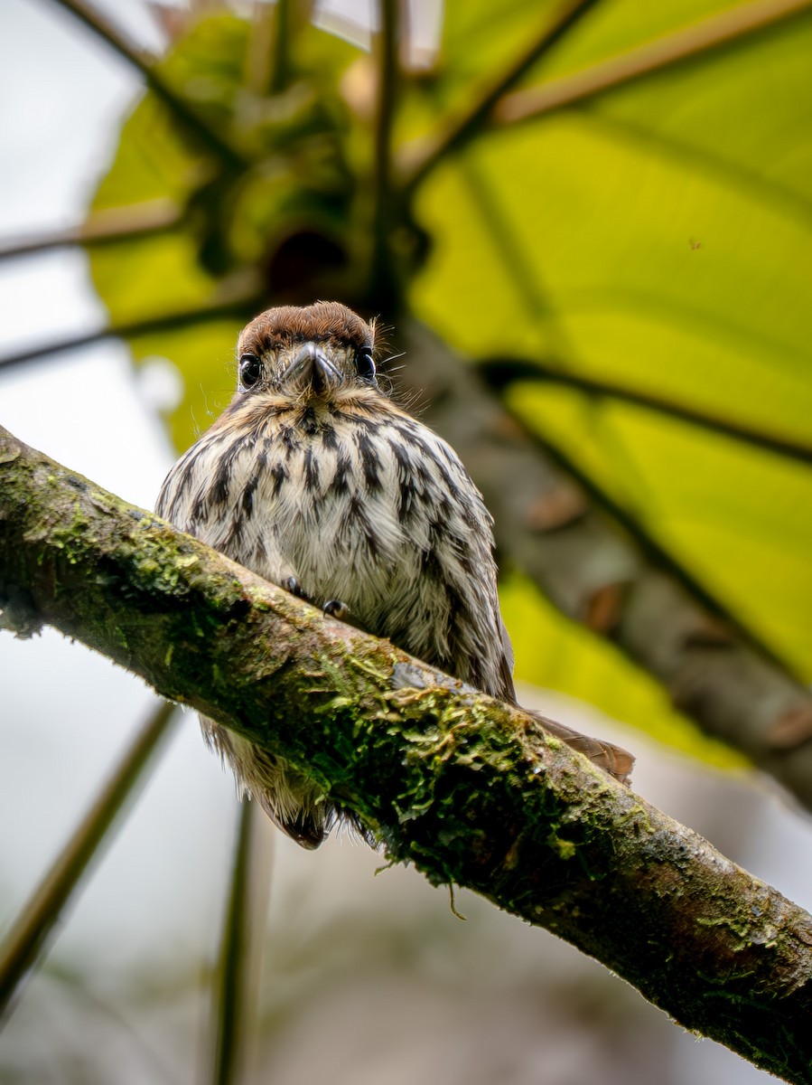 Lanceolated Monklet - ML646942760