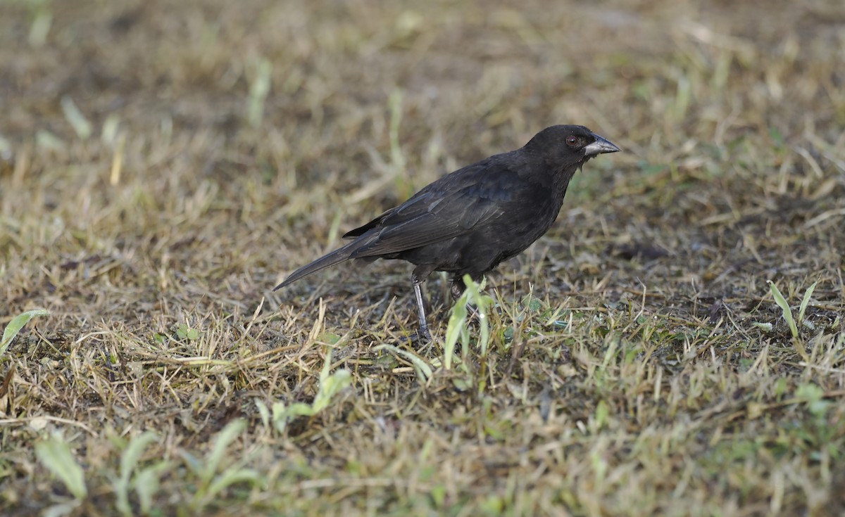 Bronzed Cowbird - ML646942763