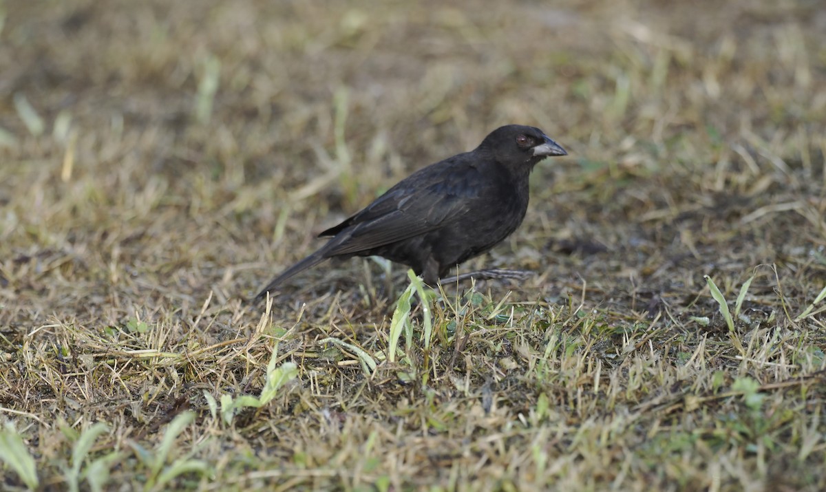 Bronzed Cowbird - ML646942764