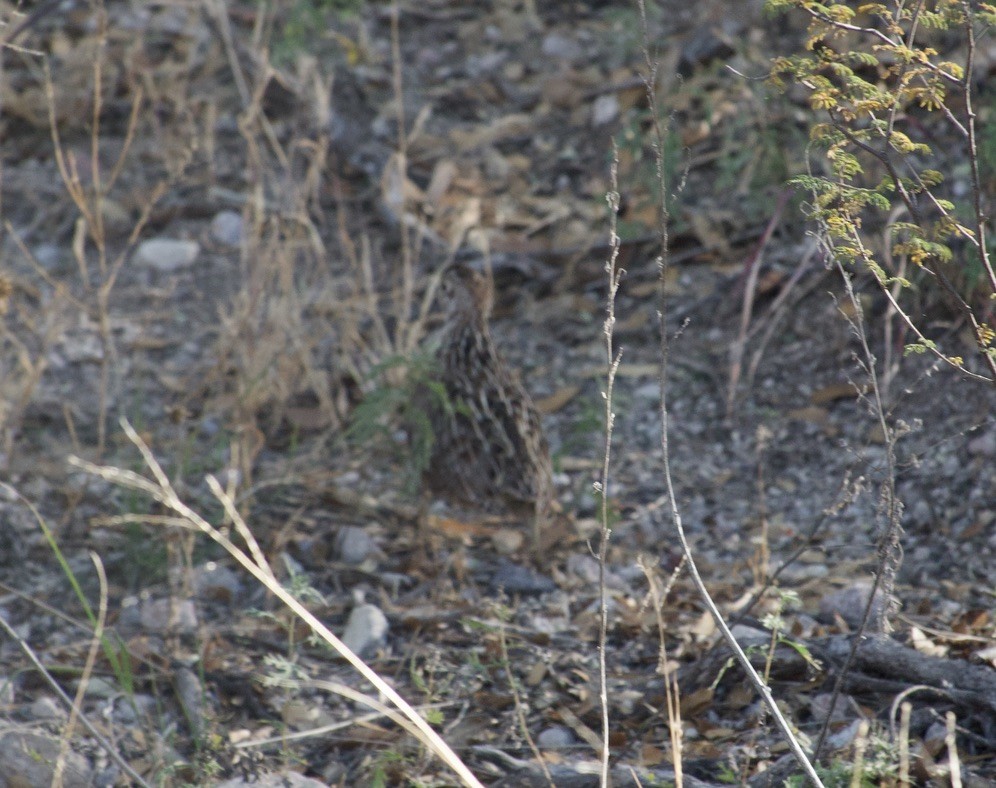 シロマダラウズラ - ML646942766