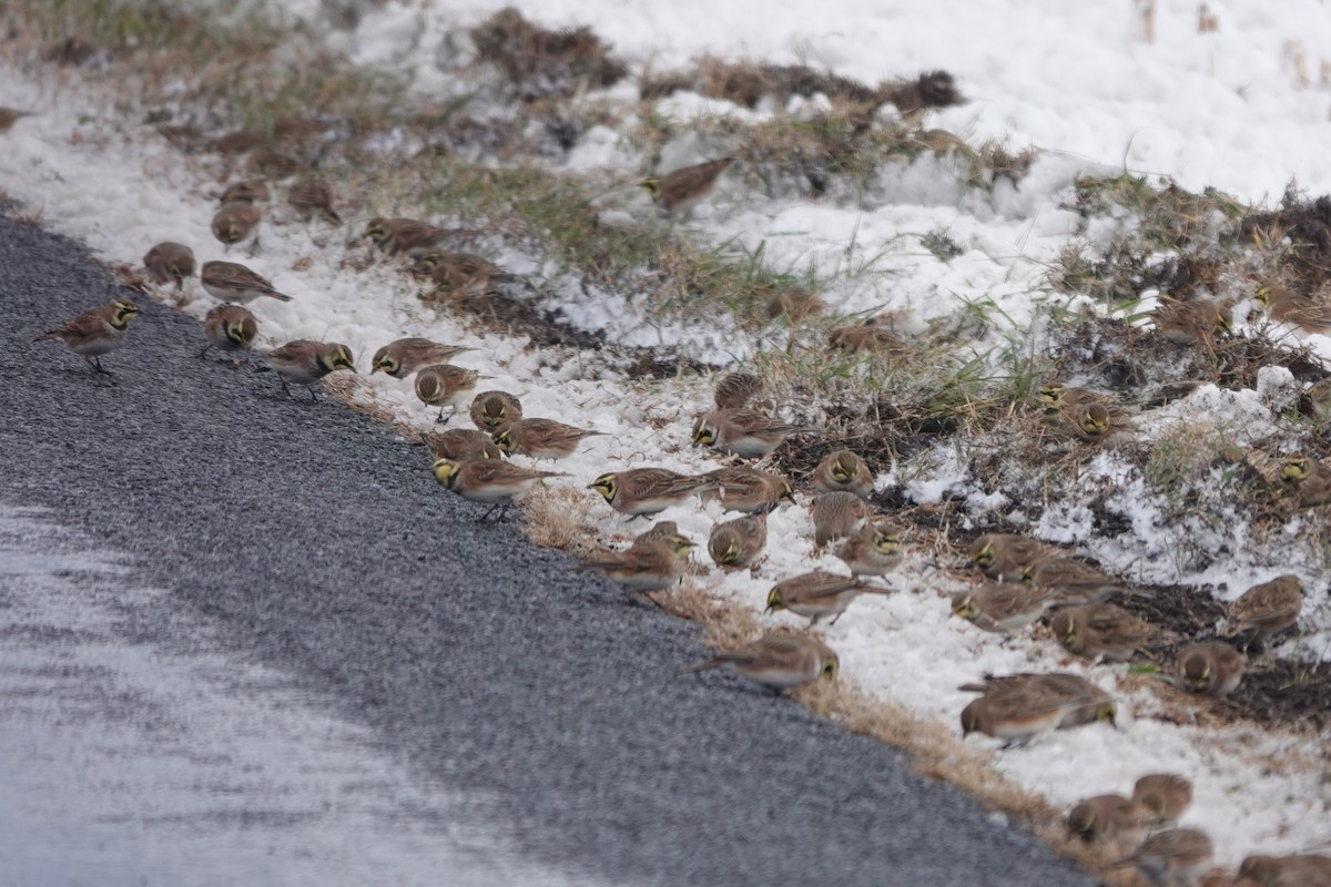 Horned Lark - ML646942769