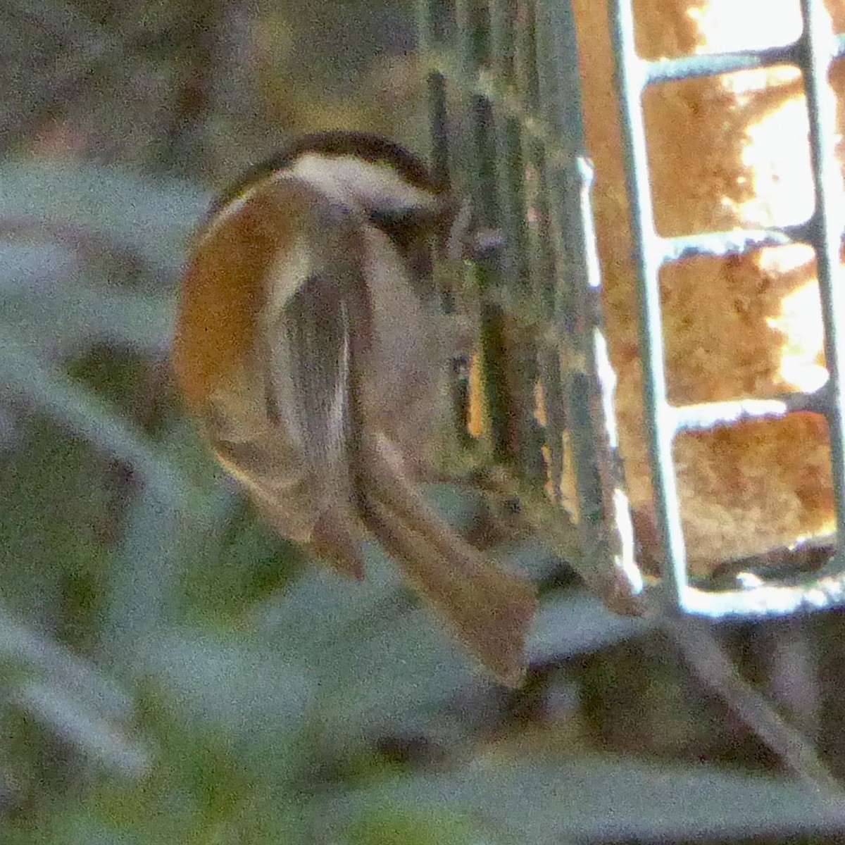 Chestnut-backed Chickadee - ML646942783