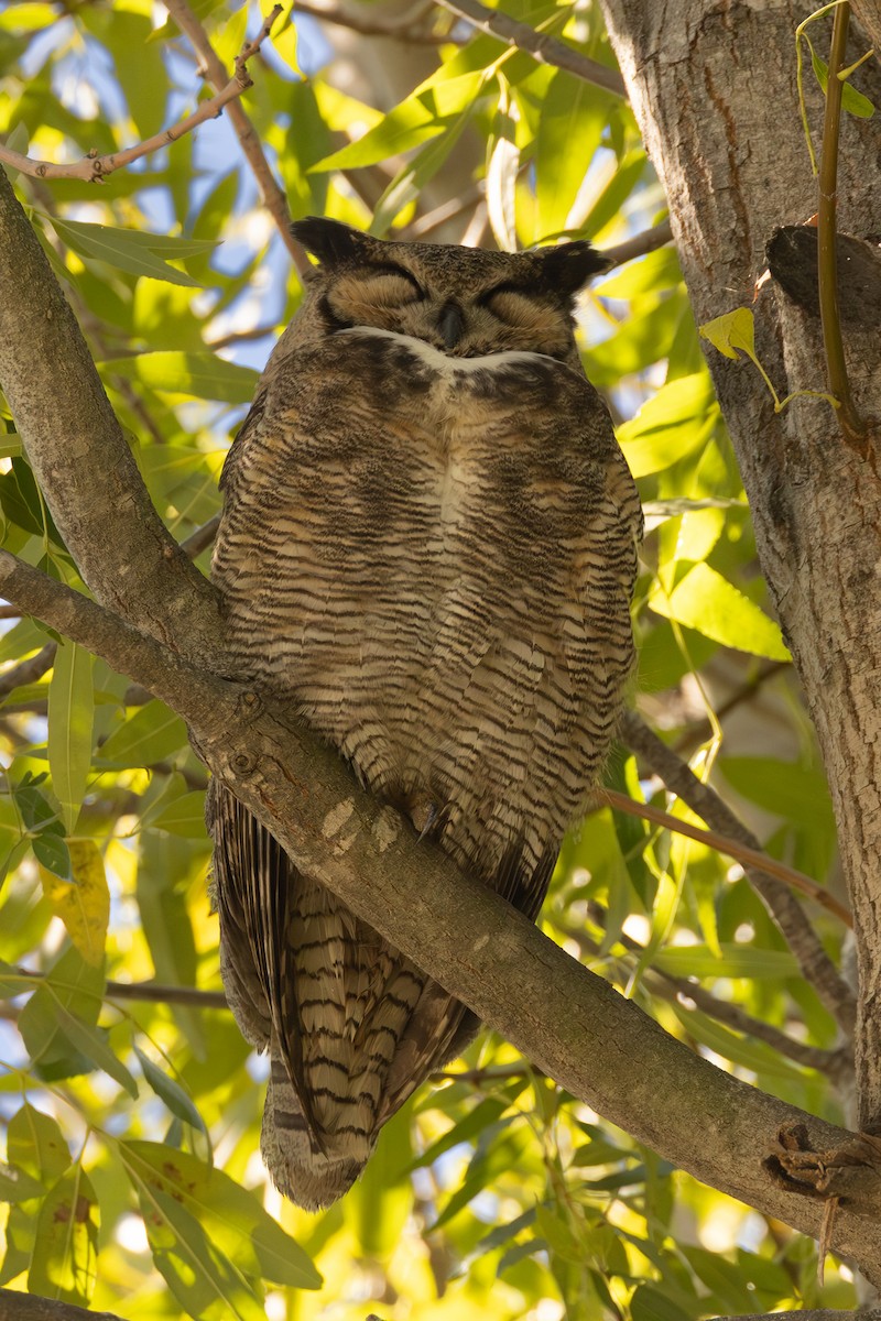 Great Horned Owl - ML646942790