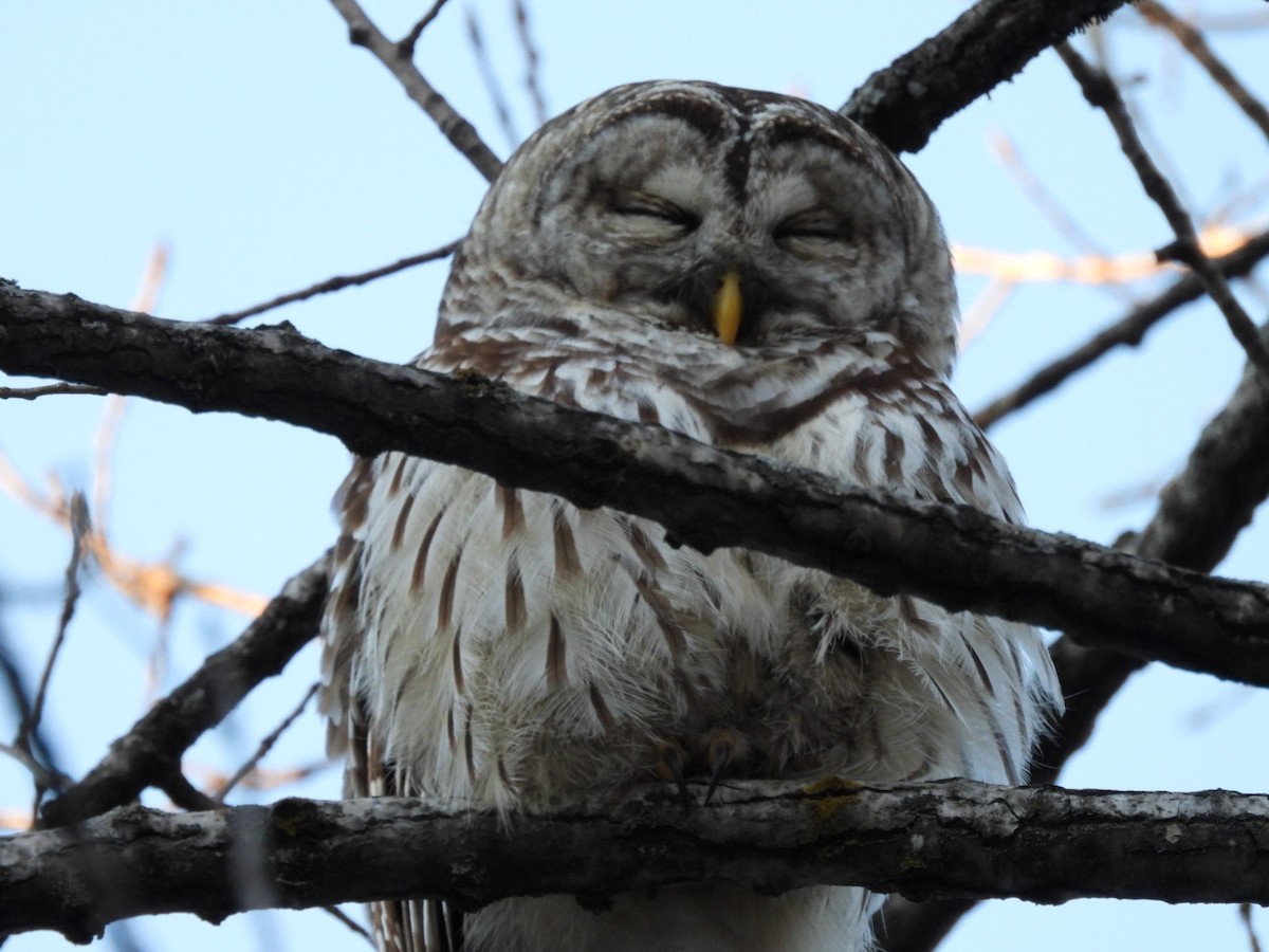 Barred Owl - ML646942791