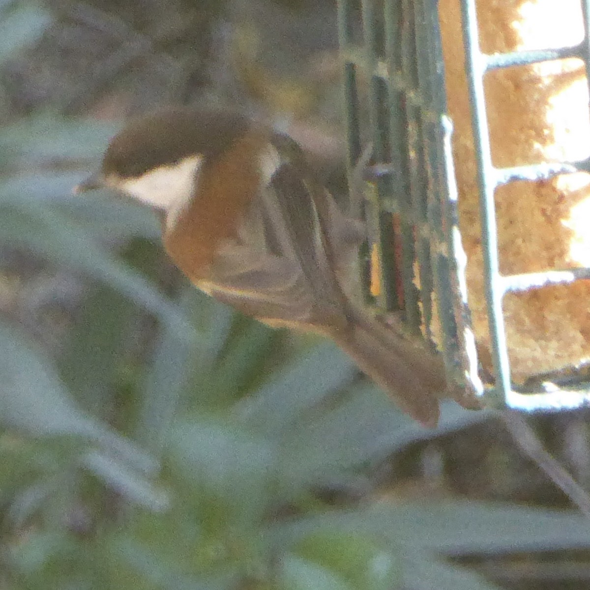 Chestnut-backed Chickadee - ML646942792