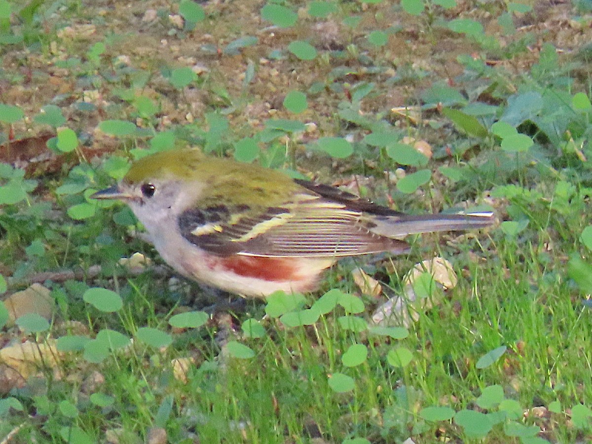 Paruline à flancs marron - ML646942795