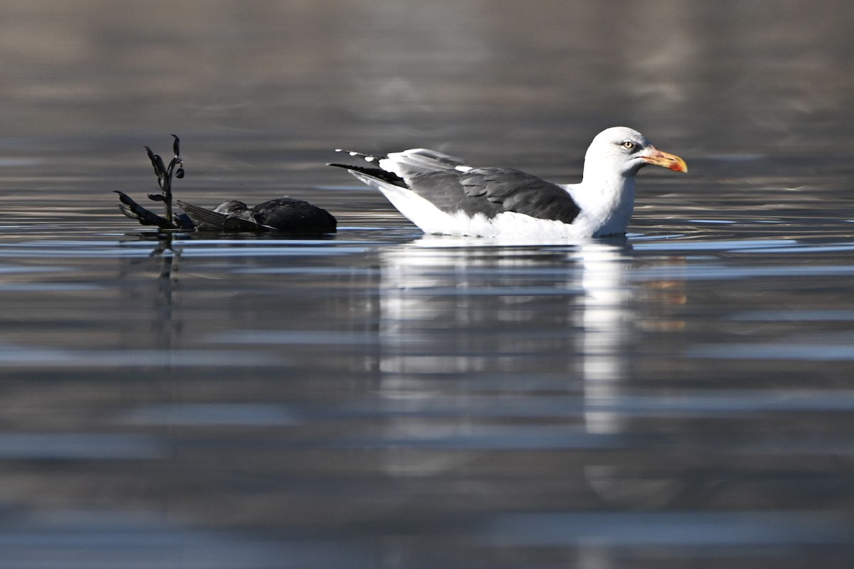 ニシセグロカモメ - ML646942796