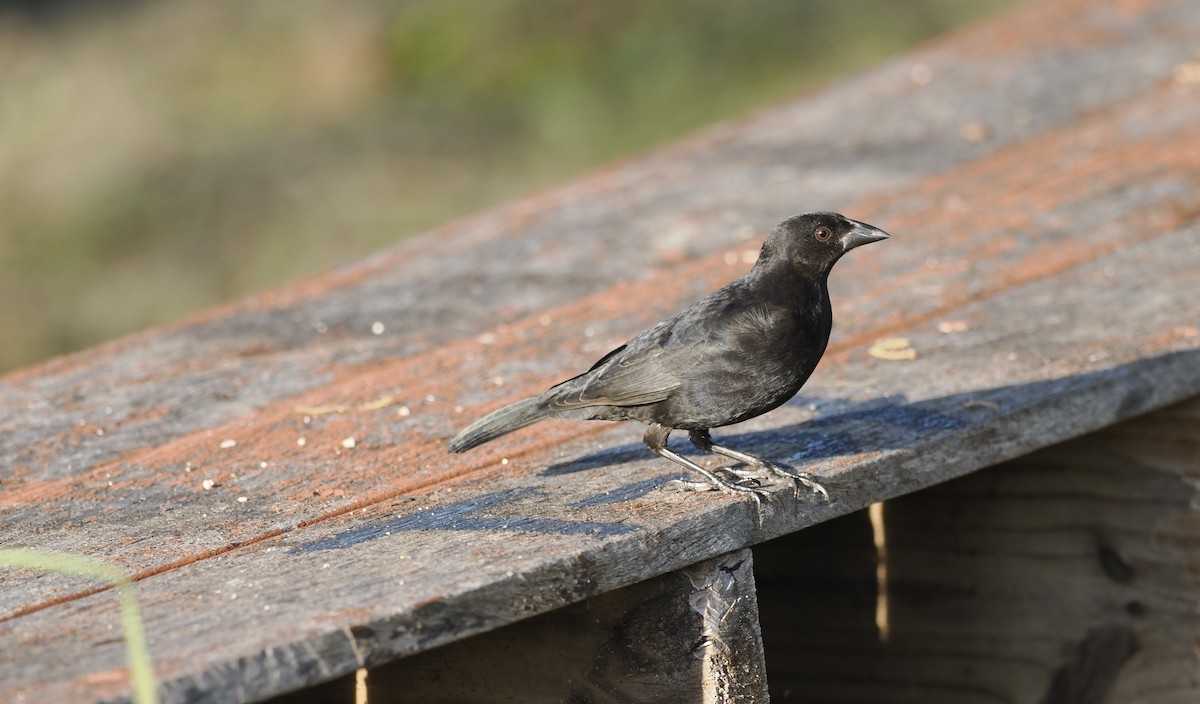 Bronzed Cowbird - ML646942799