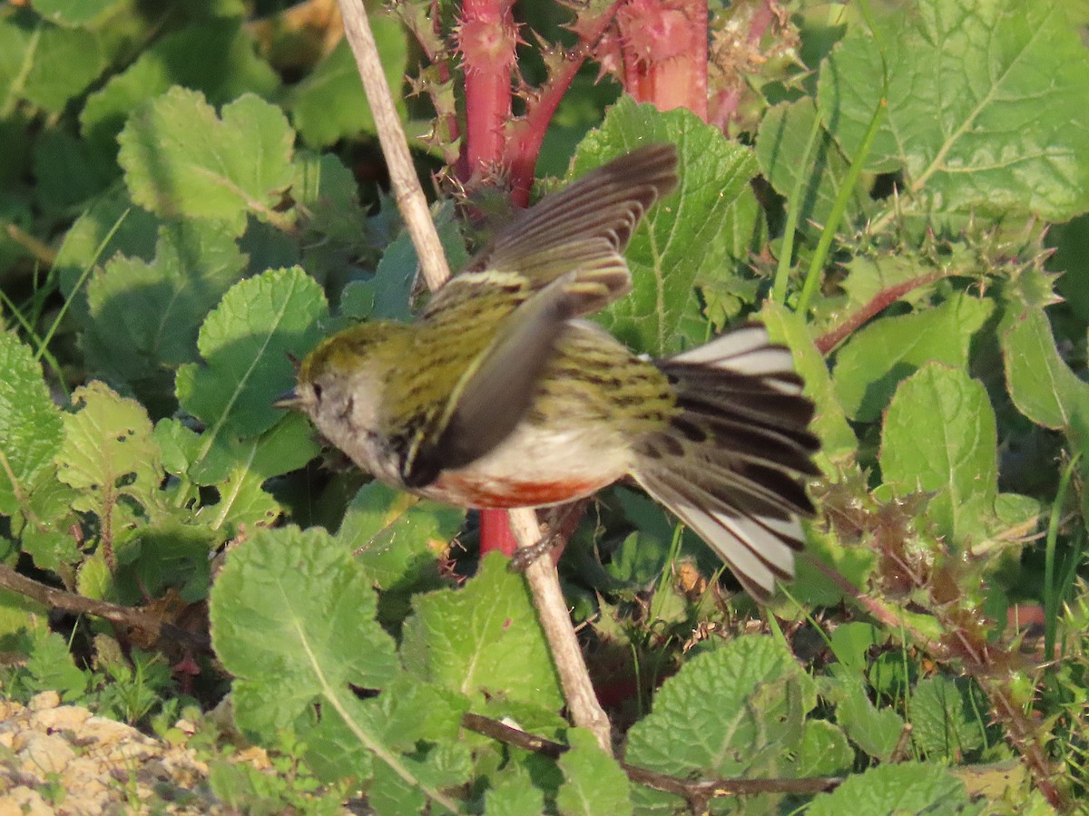 Paruline à flancs marron - ML646942800