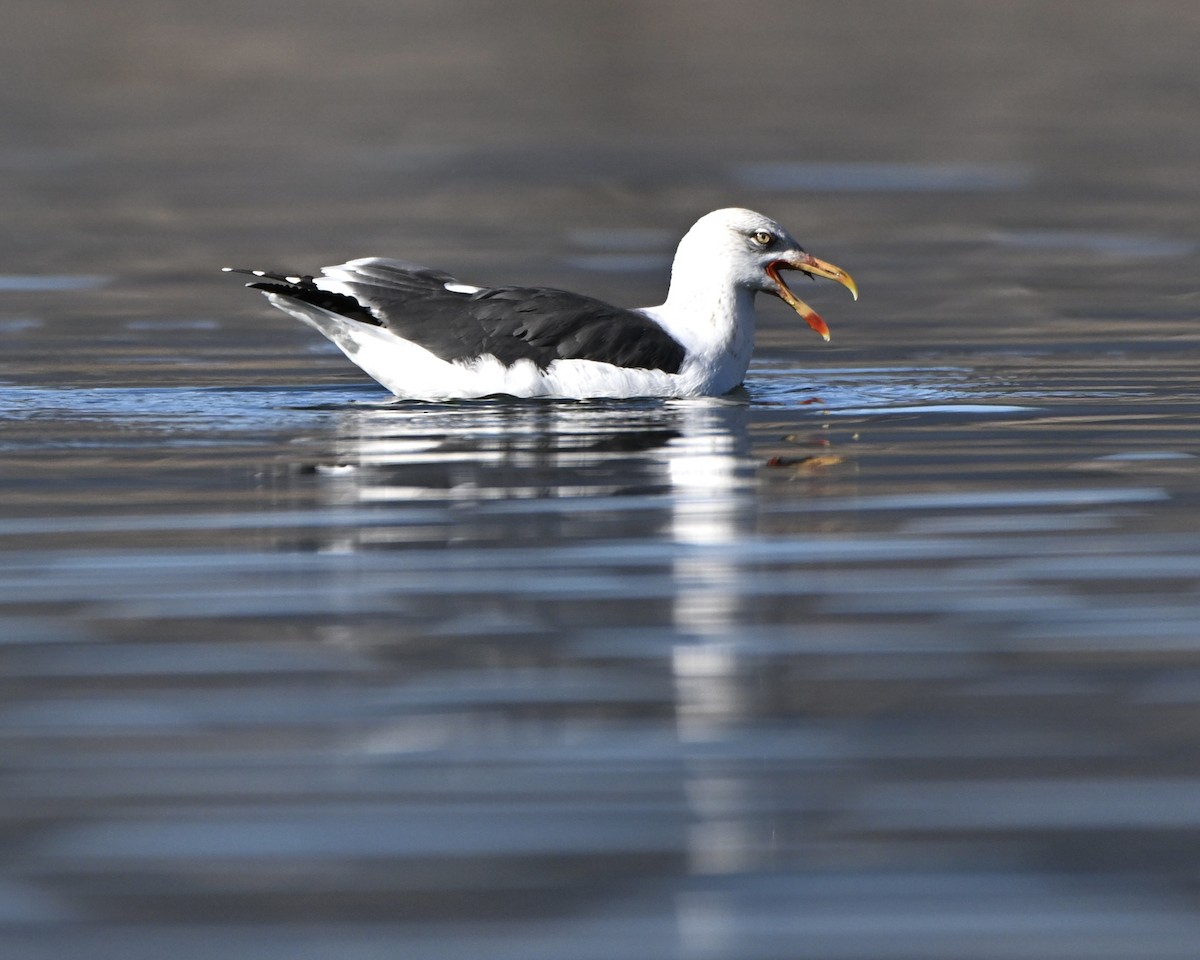 ニシセグロカモメ - ML646942801