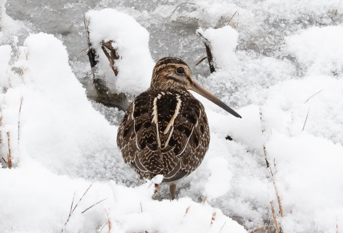 Wilson's Snipe - ML646942802