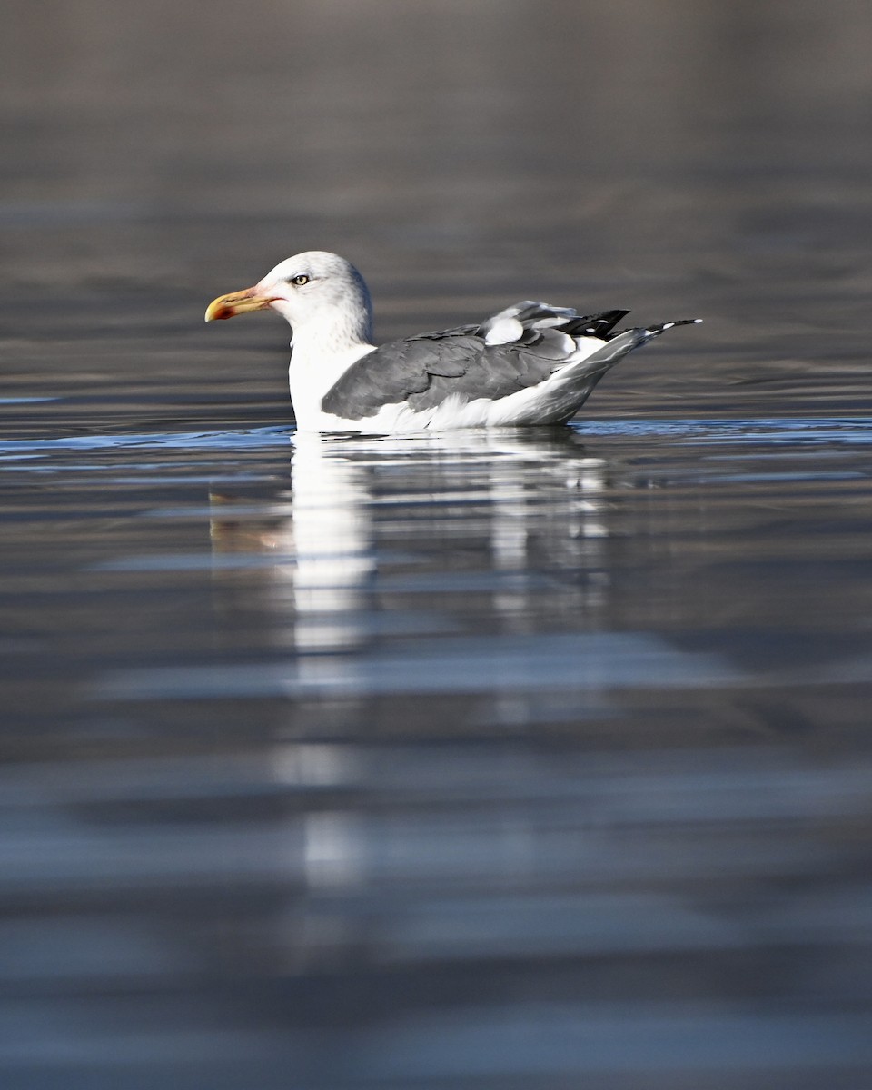 ニシセグロカモメ - ML646942807