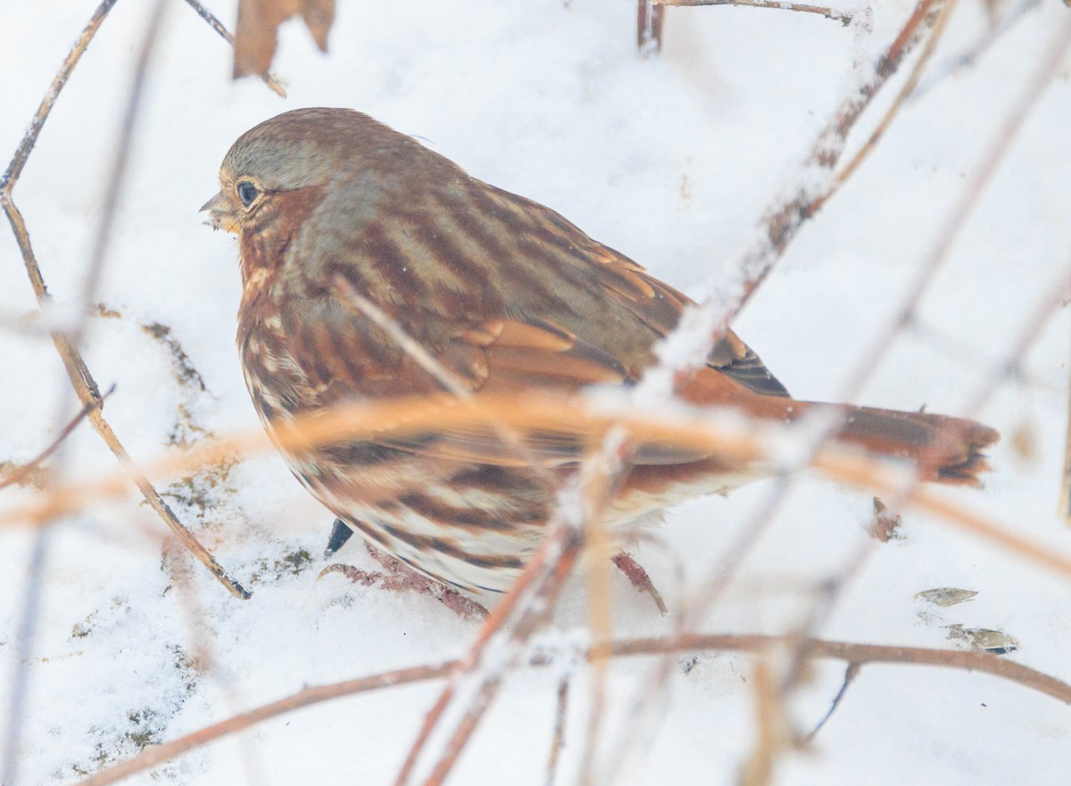 Fox Sparrow - ML646942809