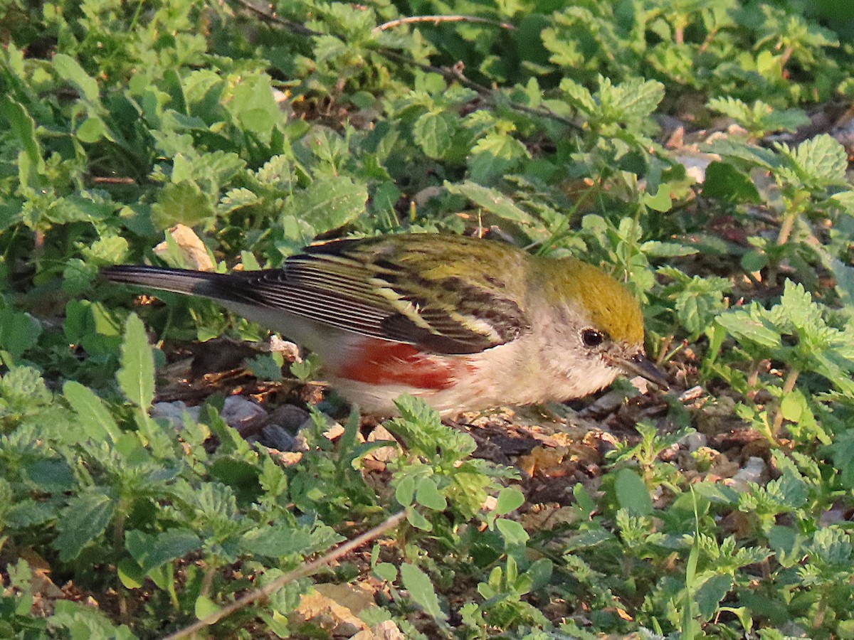 Paruline à flancs marron - ML646942812
