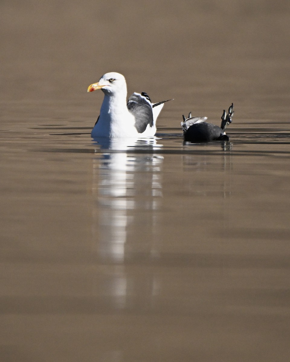 ニシセグロカモメ - ML646942824