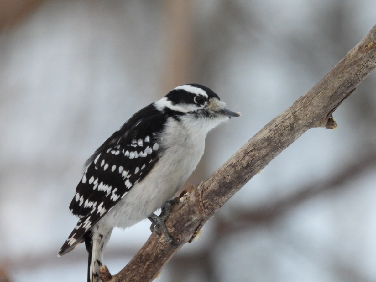 Downy Woodpecker - ML646942825