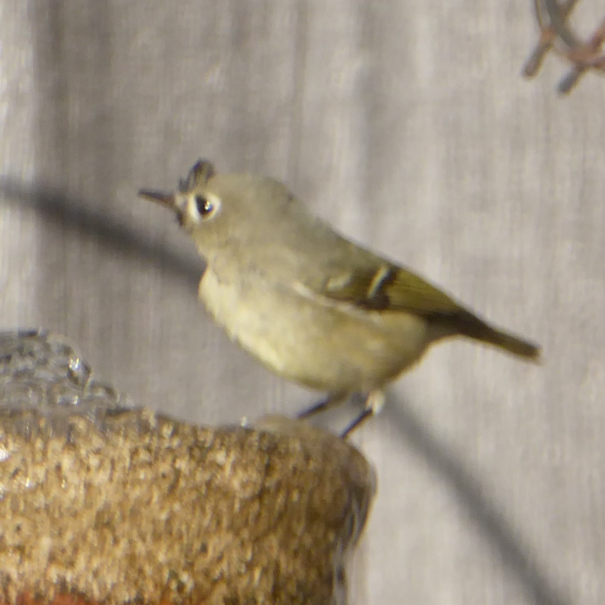 Ruby-crowned Kinglet - ML646942826