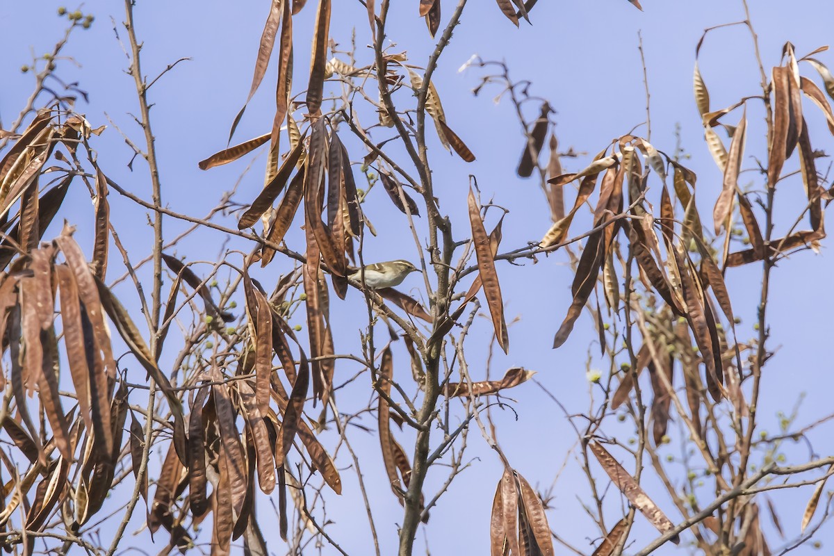 Вівчарик лісовий - ML646942829