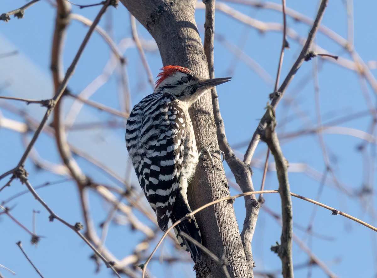 Ladder-backed Woodpecker - ML646942833