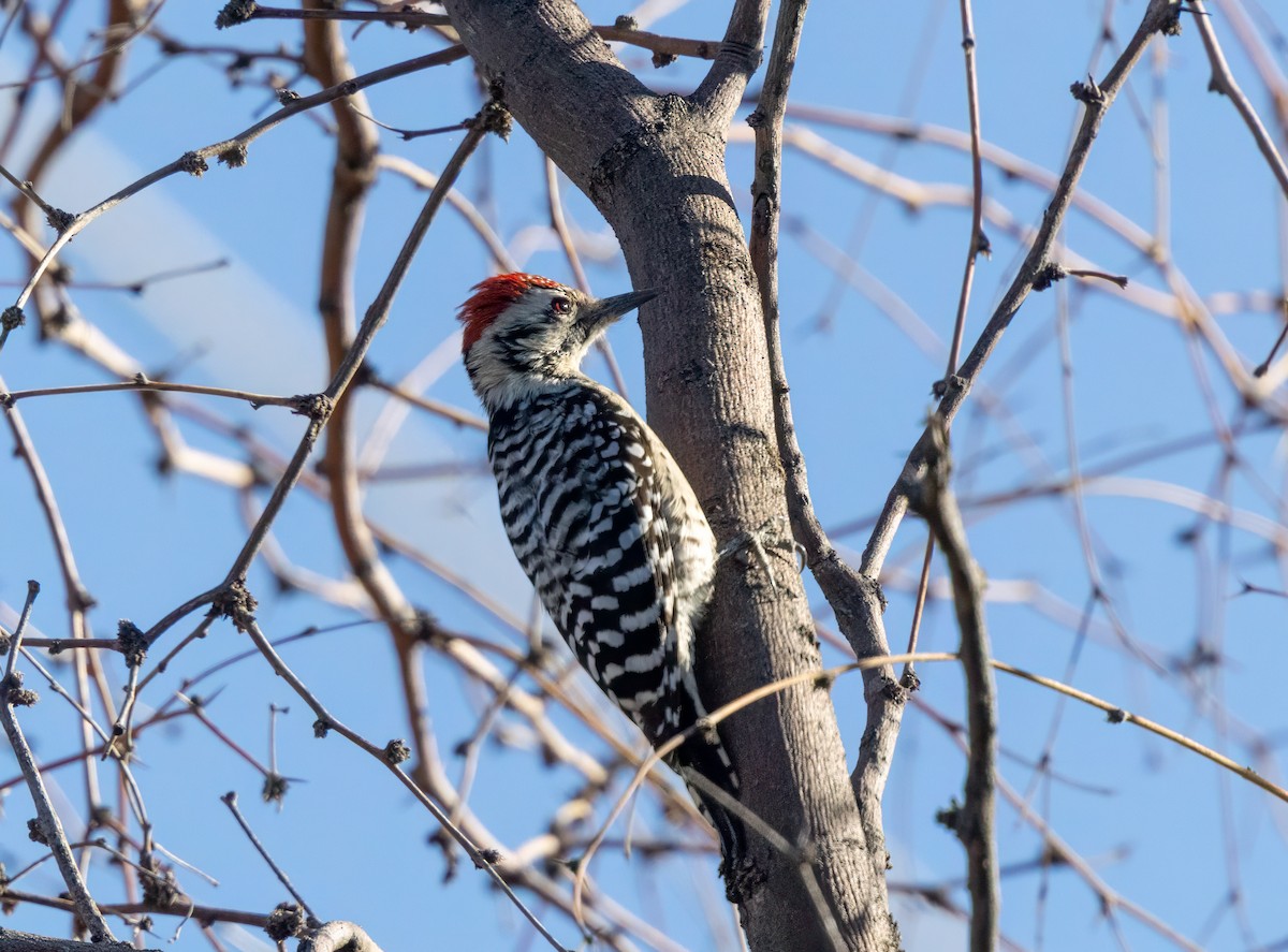 Ladder-backed Woodpecker - ML646942834