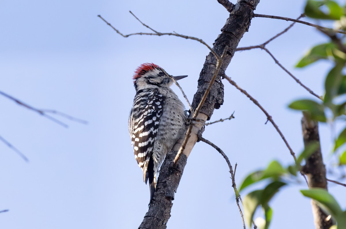 Ladder-backed Woodpecker - ML646942835