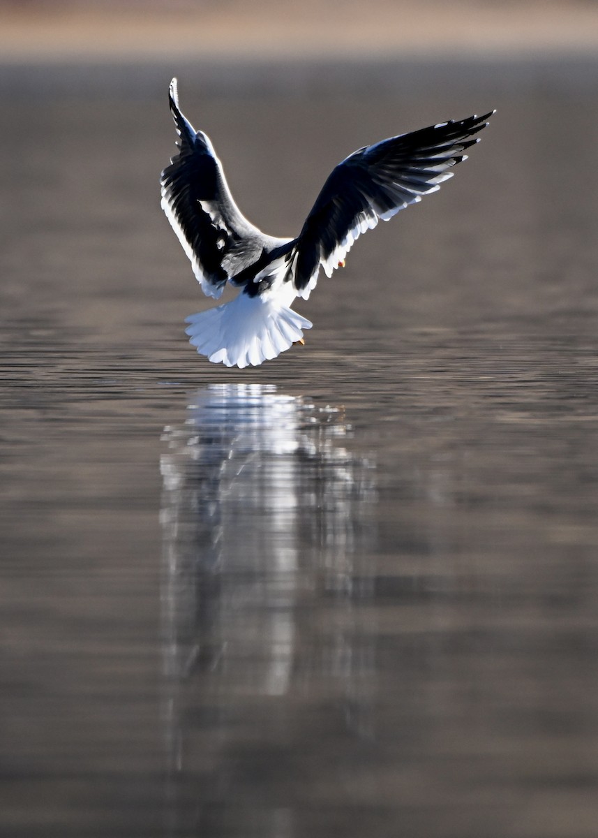 ニシセグロカモメ - ML646942837