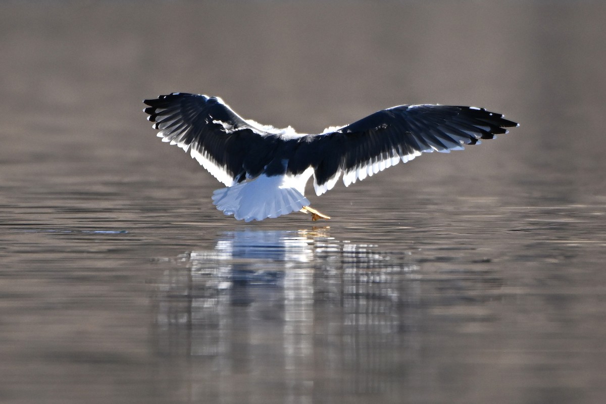 ニシセグロカモメ - ML646942838