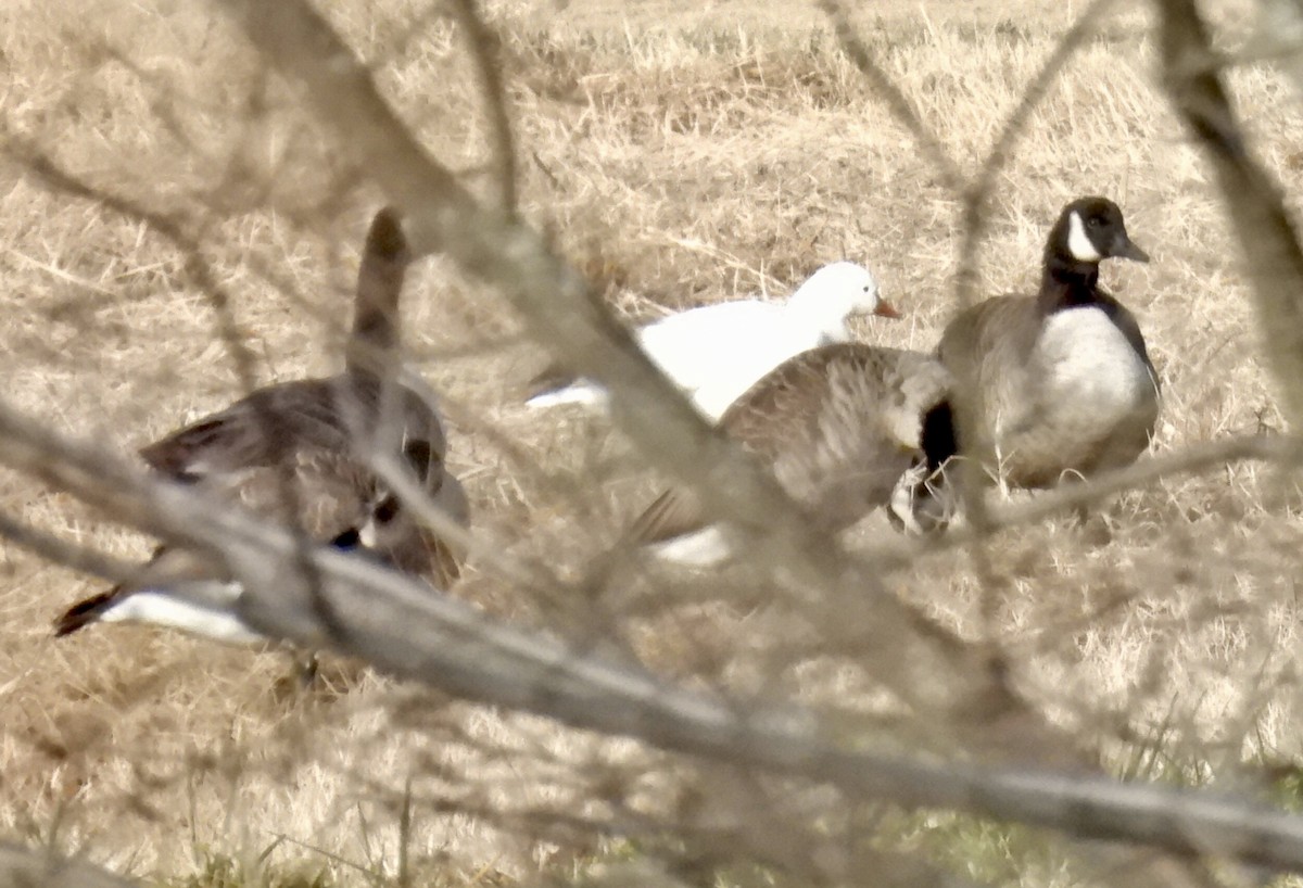 Ross's Goose - ML646942866