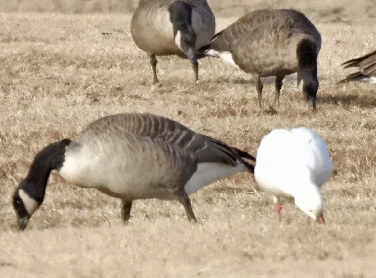 Ross's Goose - ML646942867