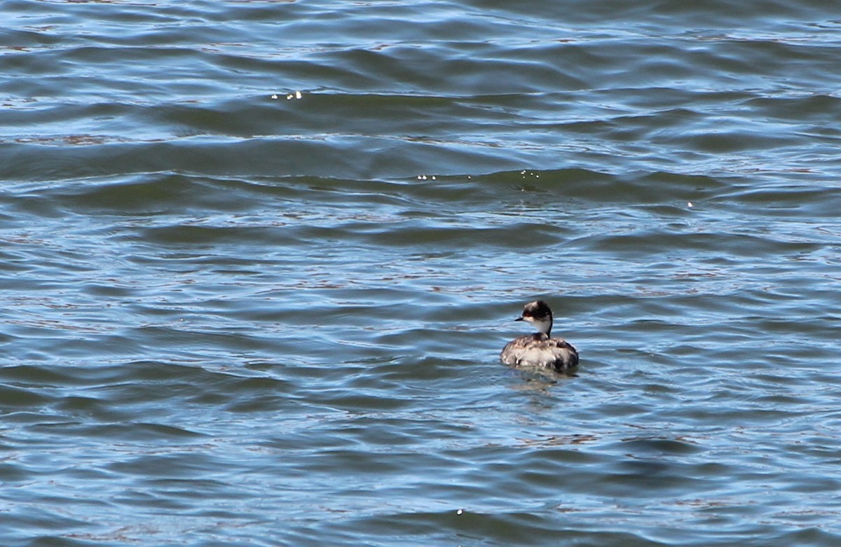 Silvery Grebe - ML646942871