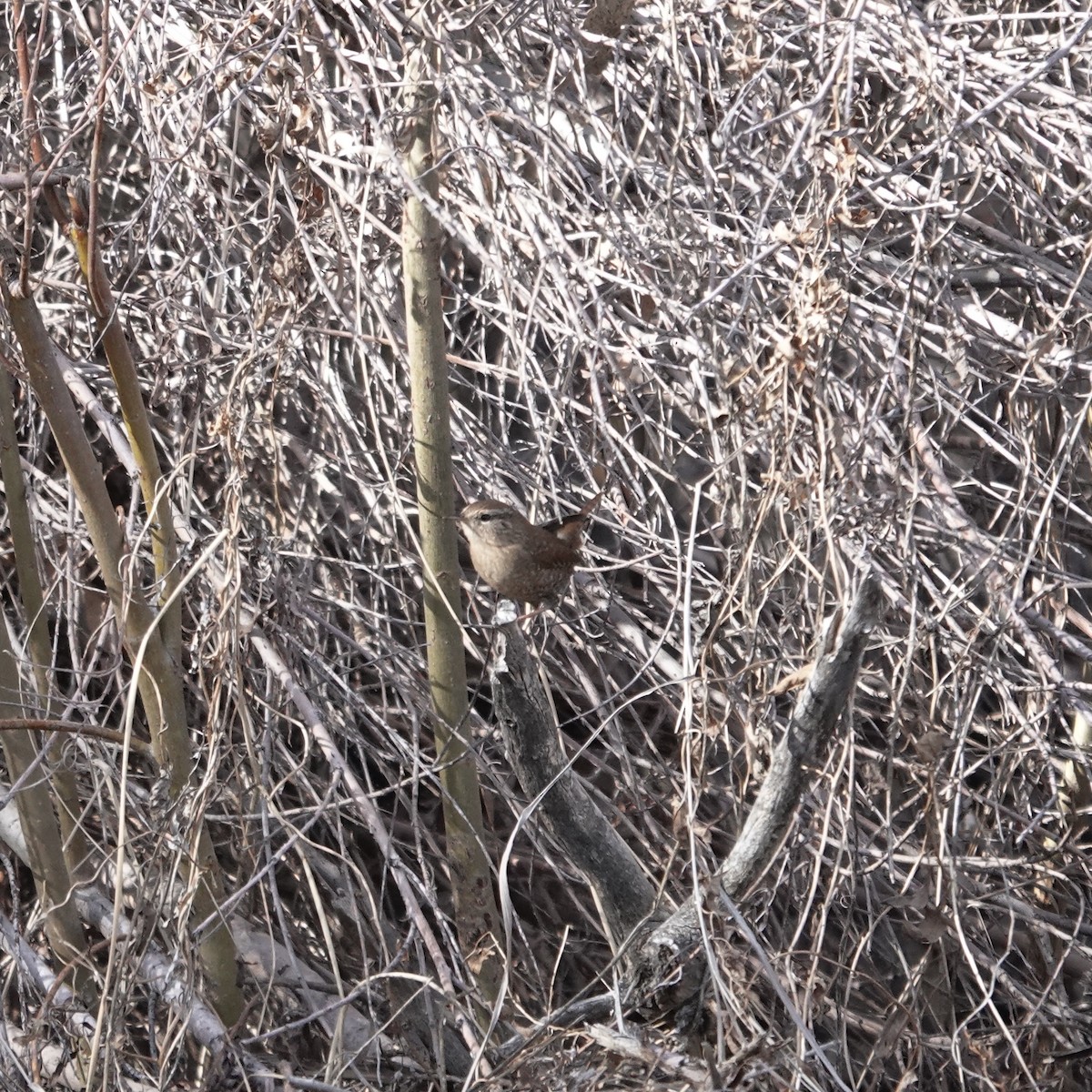 Winter Wren - ML646942877