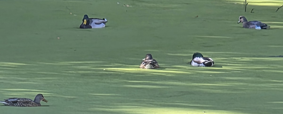 Ánade Azulón - ML646942881