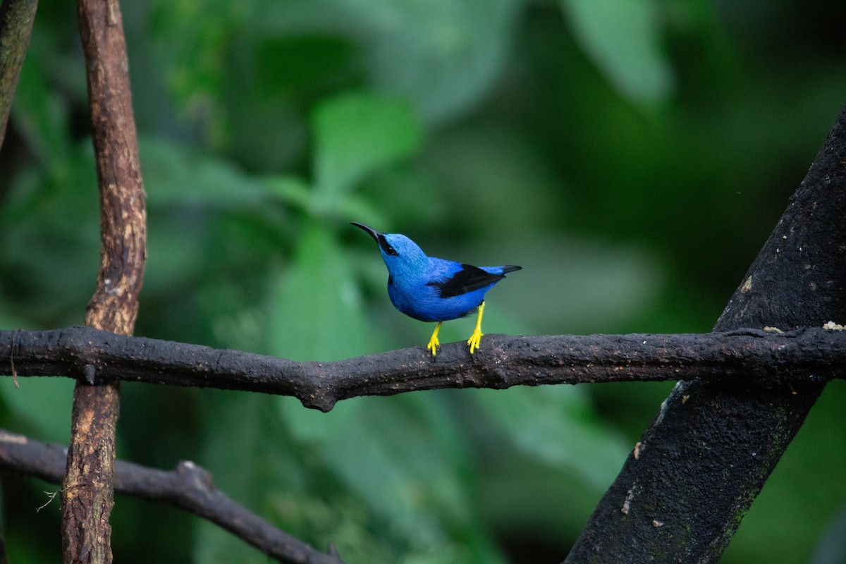 Shining Honeycreeper - ML646942883