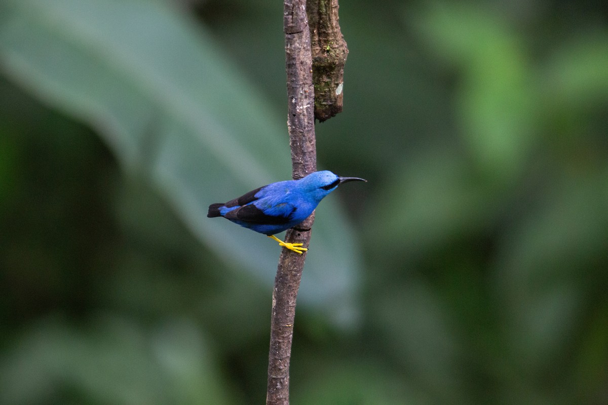 Shining Honeycreeper - ML646942884