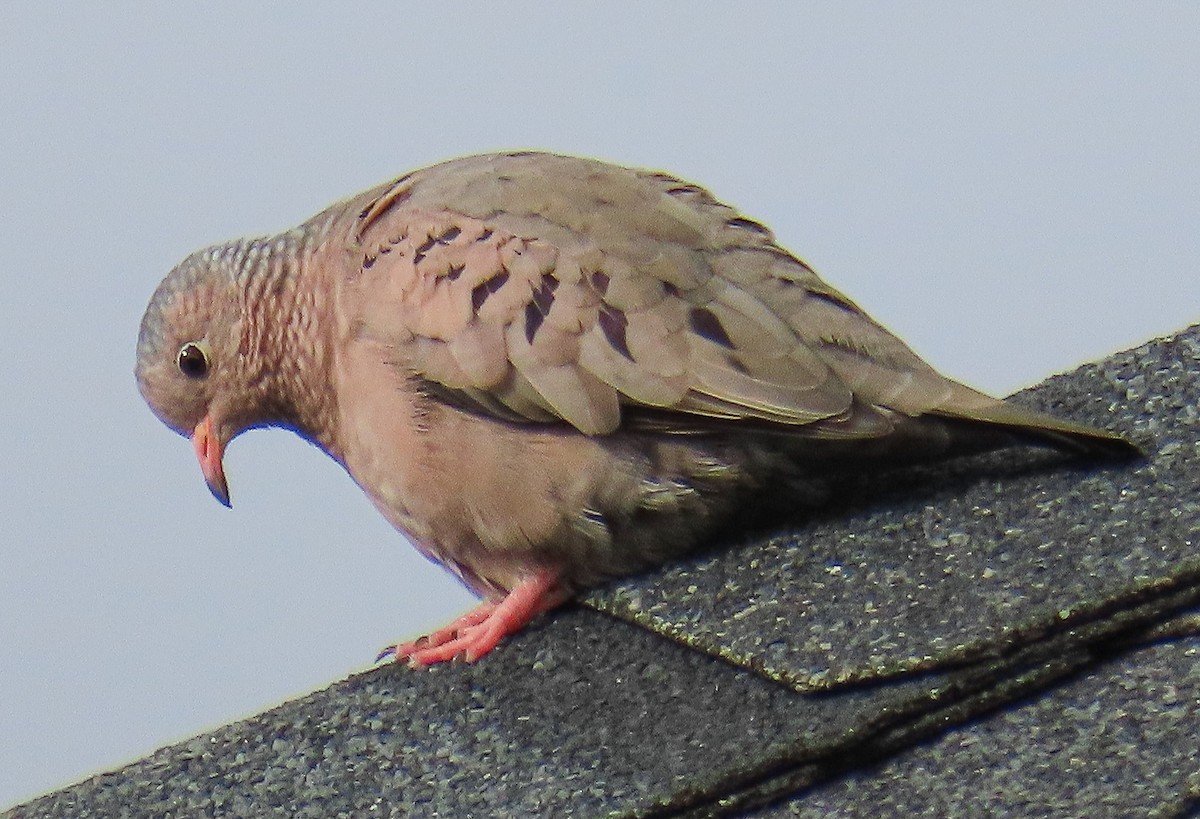 Common Ground Dove - ML646942886