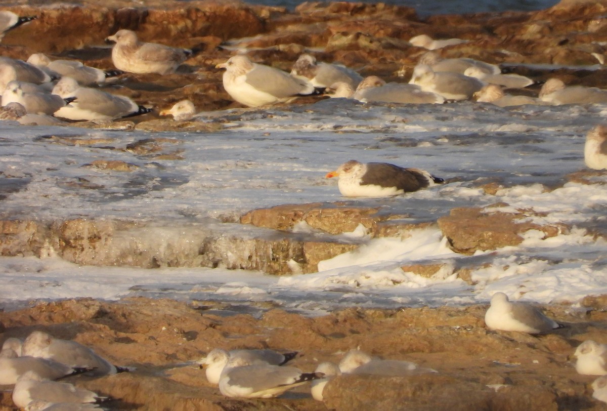 ニシセグロカモメ - ML646942887