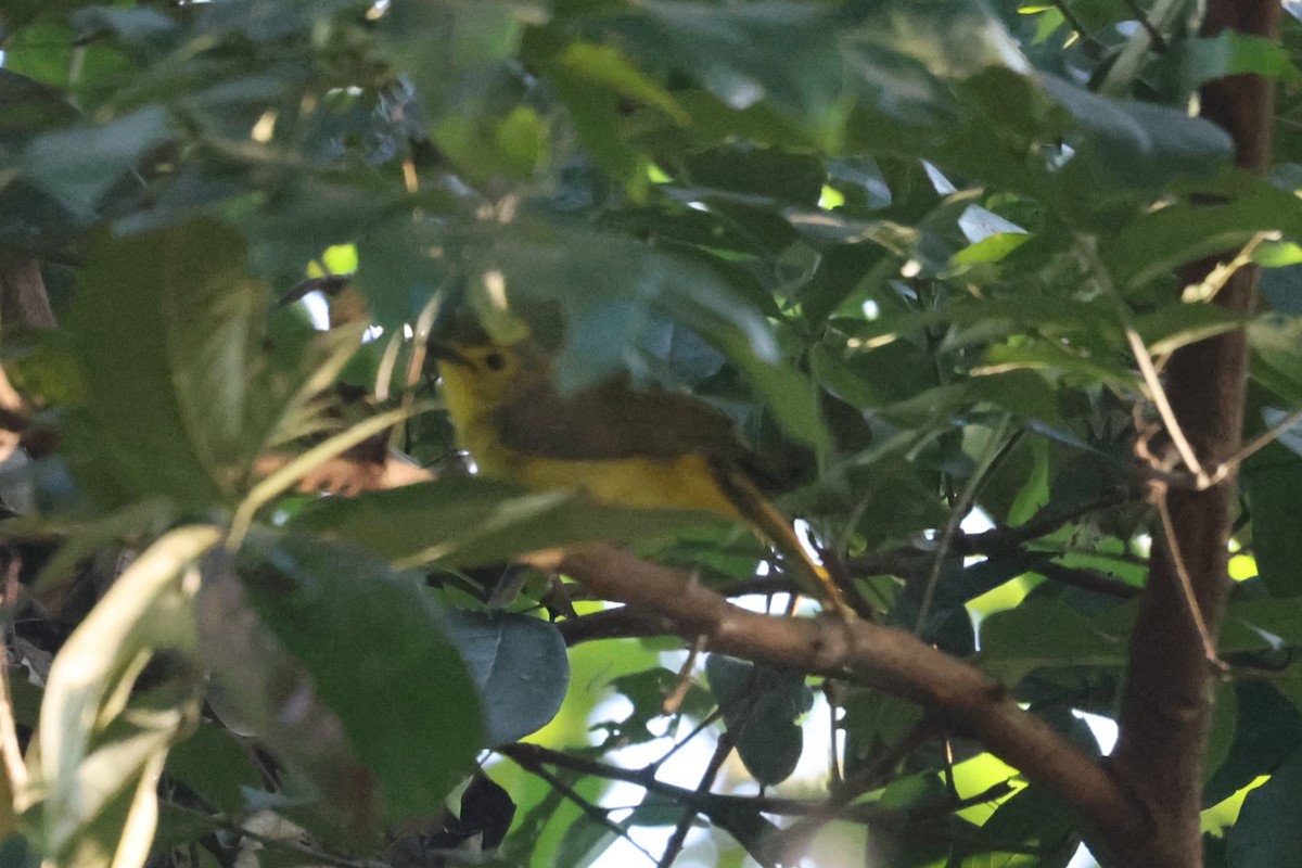 Бюльбюль жовточеревий - ML646942890