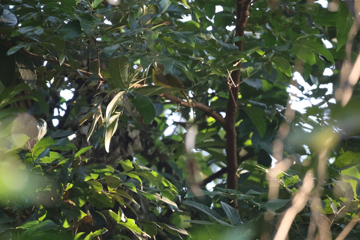 Бюльбюль жовточеревий - ML646942891