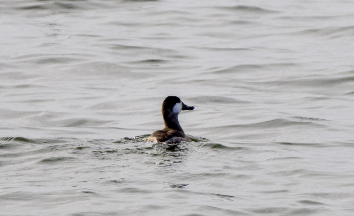 Malvasía Canela - ML646942892