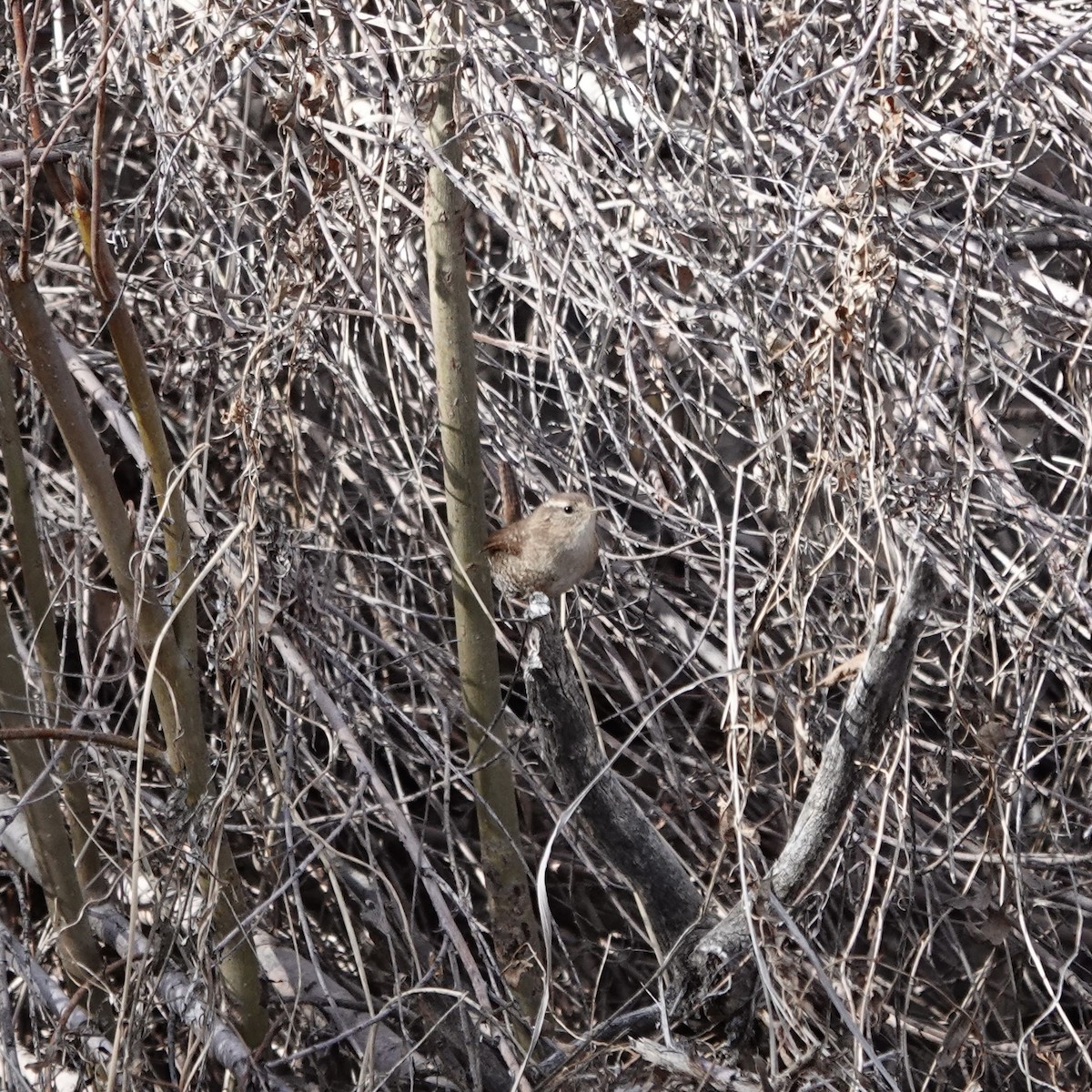 Winter Wren - ML646942900