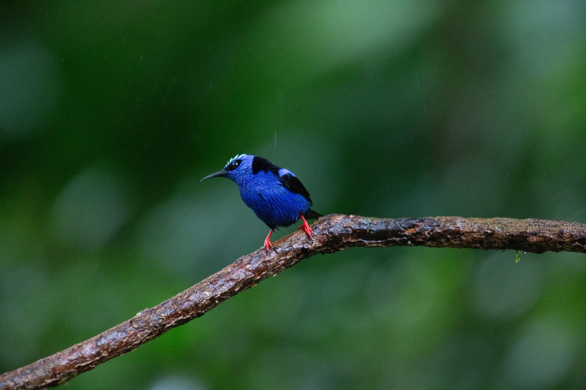 Красноногий саи - ML646942904