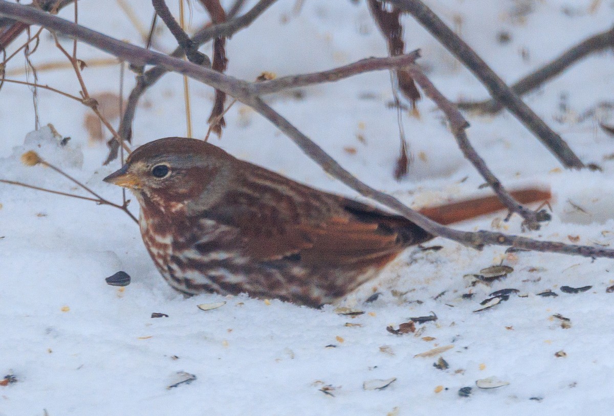 Fox Sparrow - ML646942909