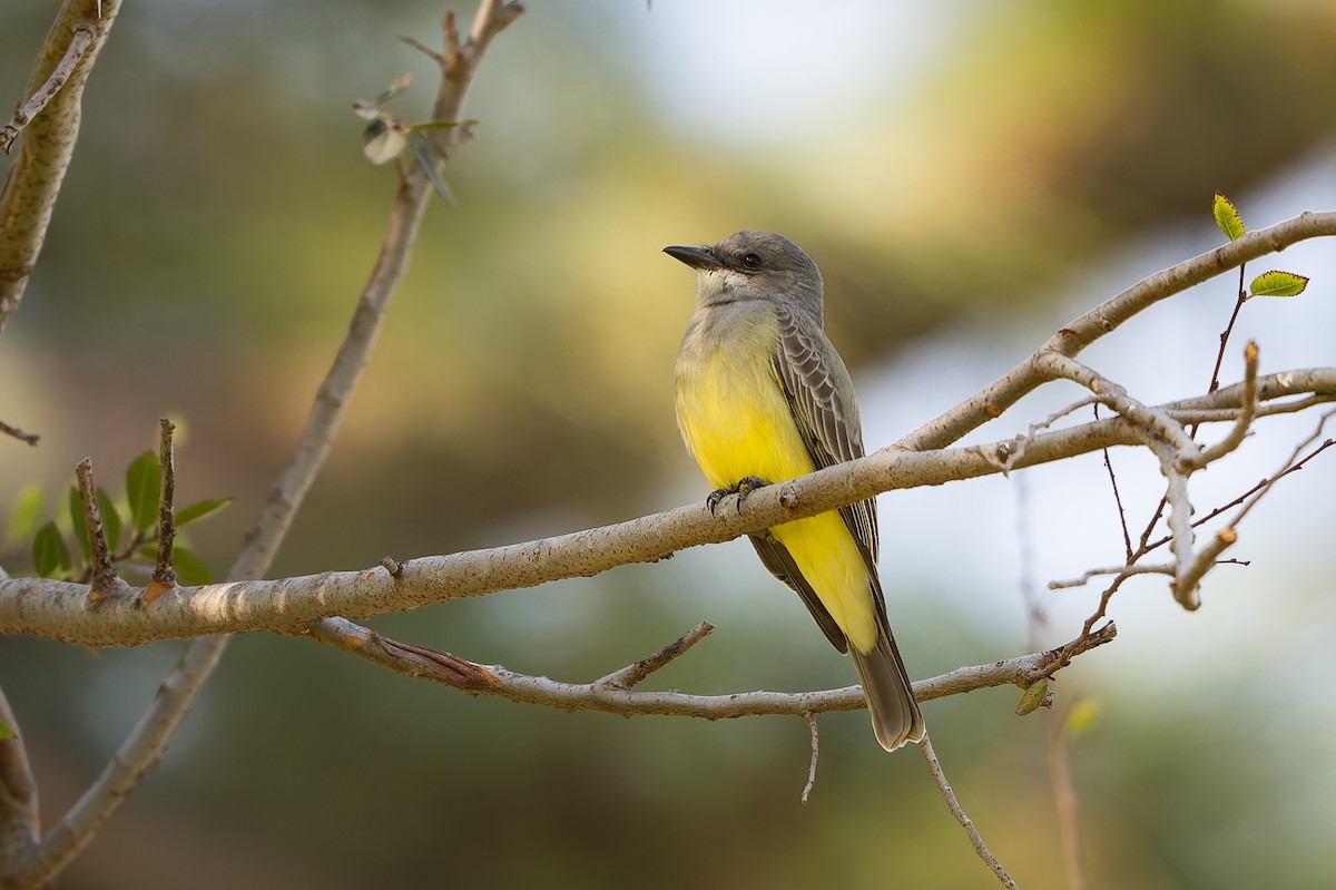 Cassin's Kingbird - ML646942912