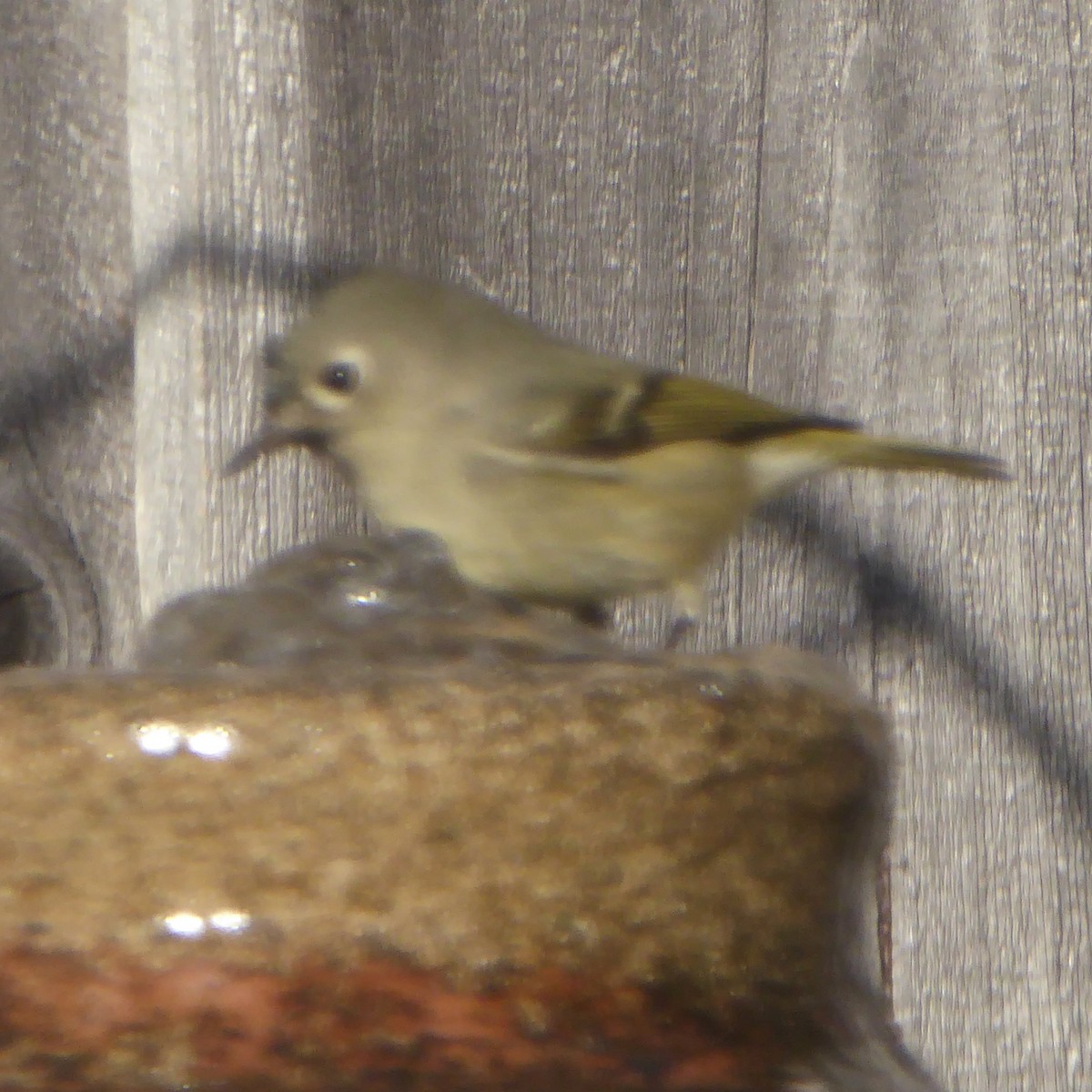 Ruby-crowned Kinglet - ML646942913