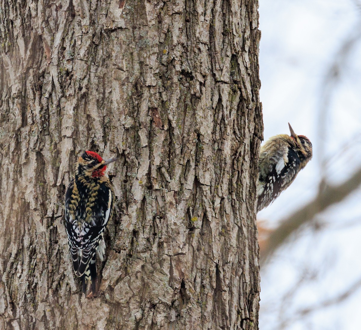 Yellow-bellied Sapsucker - ML646942914