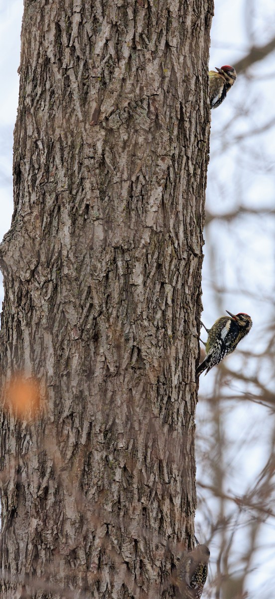 Yellow-bellied Sapsucker - ML646942915