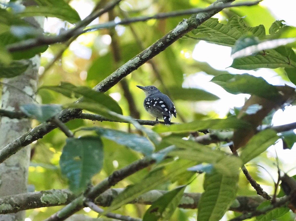 Pearly Antshrike - ML646942916