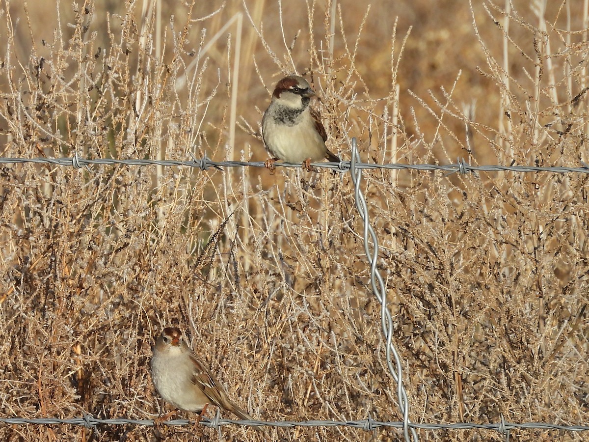 gråspurv - ML646942918